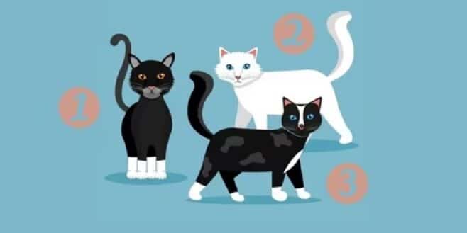 Test de personnalité le chaton que vous préférez révèle un secret sur votre caractère