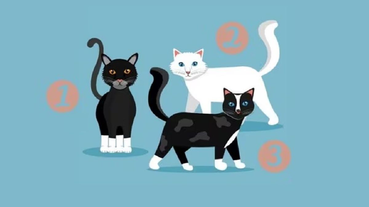 Test de personnalité: le chaton que vous préférez révèle un secret sur votre caractère