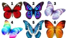 Test de personnalité le papillon que vous choisirez révèle un secret sur vous