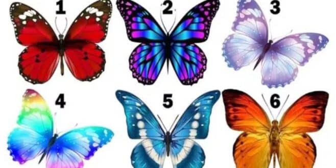 Test de personnalité le papillon que vous choisirez révèle un secret sur vous