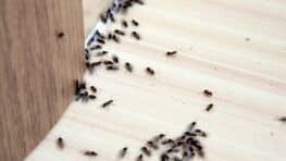 Adieu les fourmis dans la maison avec cette astuce 100% naturelle