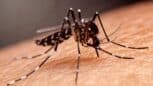 Ce produit naturel et facile à faire vous protège des moustiques 365 jours par an