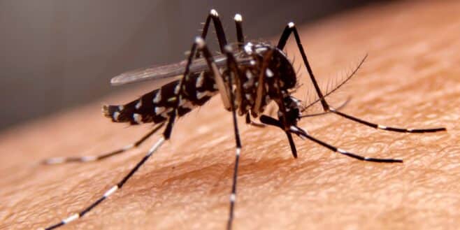 This natural and easy-to-make product protects you from mosquitoes 365 days a year