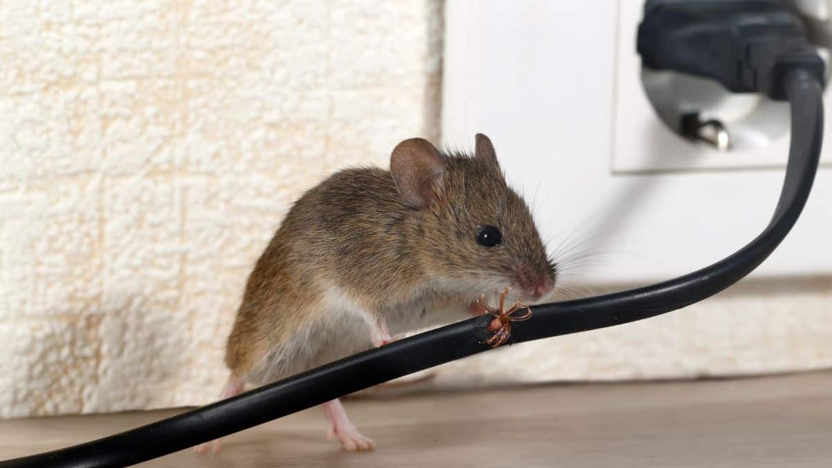Débarrassez-vous des souris dans votre maison avec cet ingrédient de cuisine