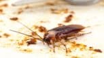 Dites adieu aux insectes et cafards avec ce puissant insecticide utilisé par les restaurants