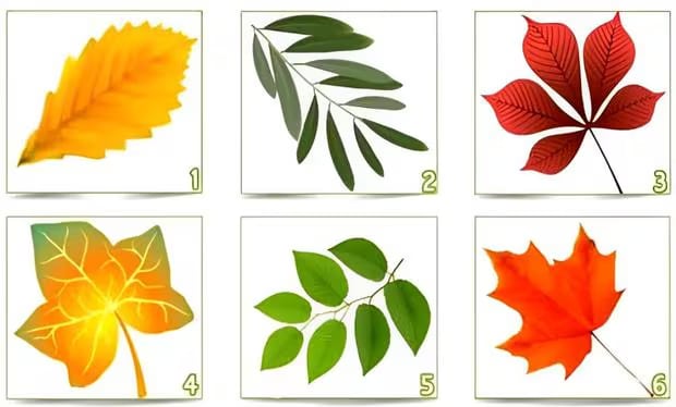 Test de personnalité: la feuille choisie révèle ce que les autres pensent de vous