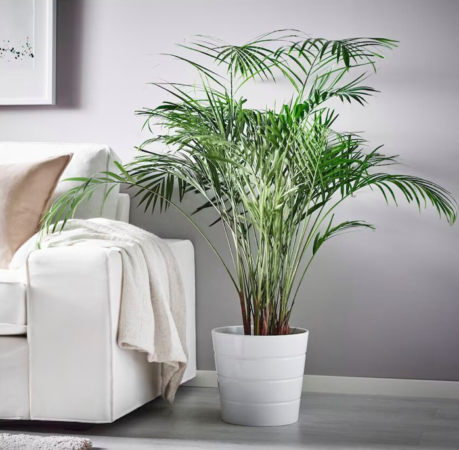 Ikea purifie votre logement avec cette magnifique plante qui va vous séduire-article