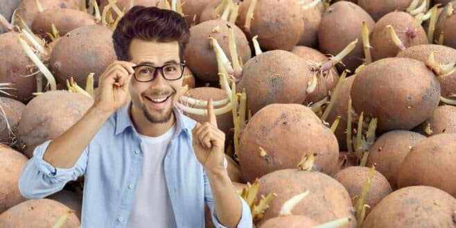 La meilleure technique pour éviter que les pommes de terre germent selon les scientifiques