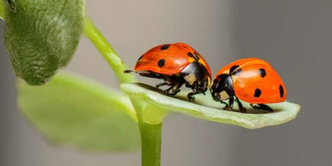 L'astuce pour attirer les coccinelles dans son jardin et exterminer tous les pucerons