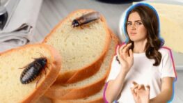 Les aliments qu’il ne faut jamais sortir du réfrigérateur car ils attirent instantanément les cafards