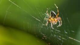 Les astuces ultimes pour bannir les toiles d’araignées de votre maison