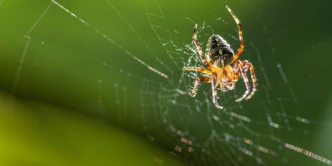 Les astuces ultimes pour bannir les toiles d’araignées de votre maison