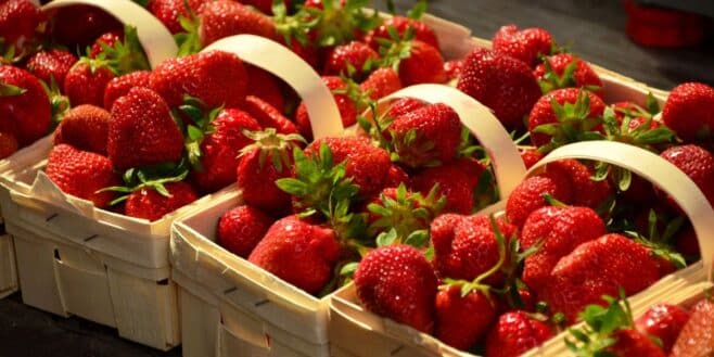Les fraises de retour en supermarché dès le mois de mars faut il en acheter