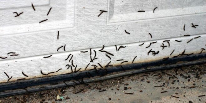 Les punaises de lit c’est terminé ces vers noirs envahissent votre maison au printemps