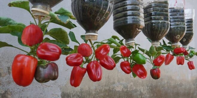 Ne jetez plus vos bouteilles d'eau elles peuvent être très utiles dans votre jardin