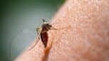 Piqûres de moustiques 15 remèdes naturels pour ça ne gratte plus