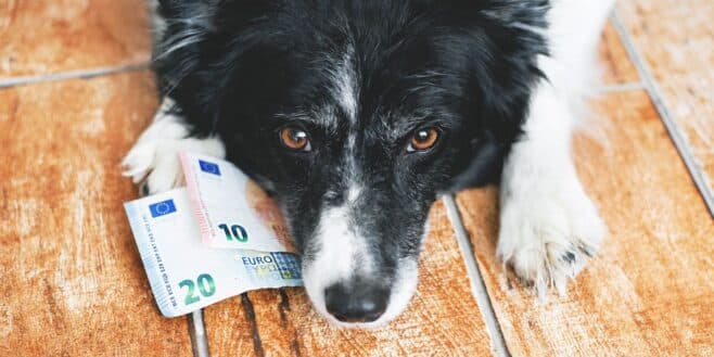 Taxe sur les animaux de compagnie: les Français vont devoir la payer ?