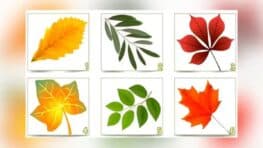 Test de personnalité la feuille choisie révèle ce que les autres pensent de vous