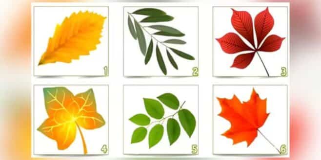 Test de personnalité la feuille choisie révèle ce que les autres pensent de vous