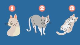 Test de personnalité le chat que vous préférez révèle votre façon d'agir face à un problème