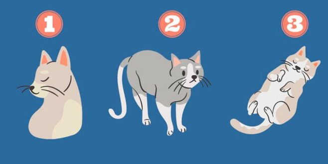 Test de personnalité le chat que vous préférez révèle votre façon d'agir face à un problème