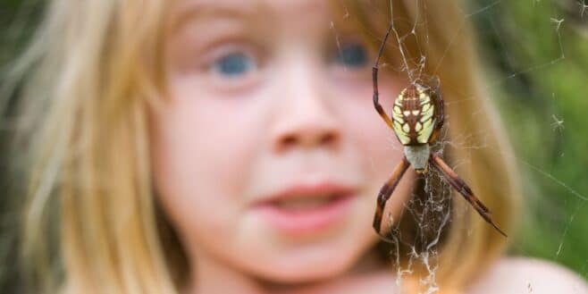 12 astuces simples et naturelles pour faire fuir les araignées