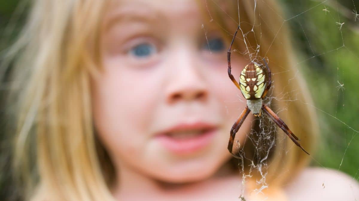 12 astuces simples et naturelles pour faire fuir les araignées