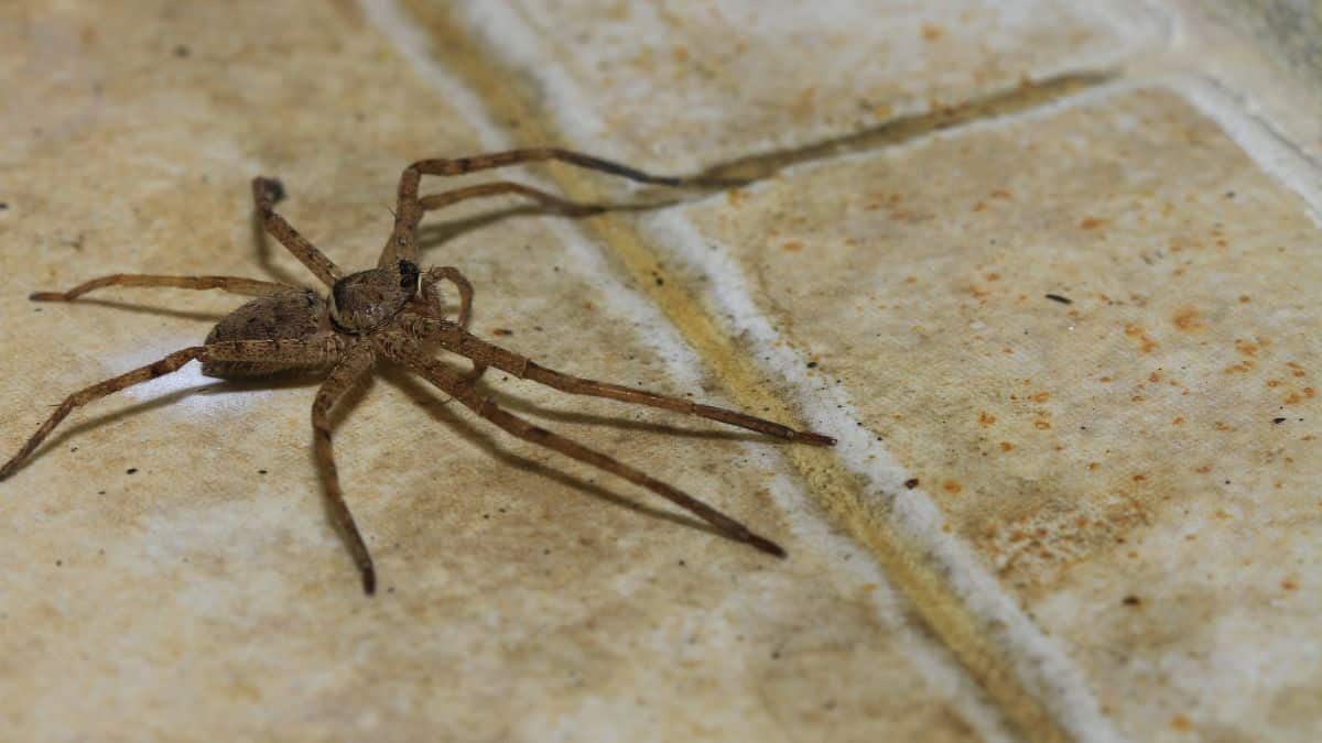 Araignée Des Maisons Synonyme | Ventana Blog