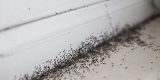 Adieu les fourmis dans la maison avec cette astuce géniale et pas chère