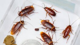 Ces erreurs très courantes à ne plus faire pour éviter les cafards chez vous