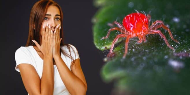 Ces terribles araignées rouges envahissent les jardins en France et provoquent la panique
