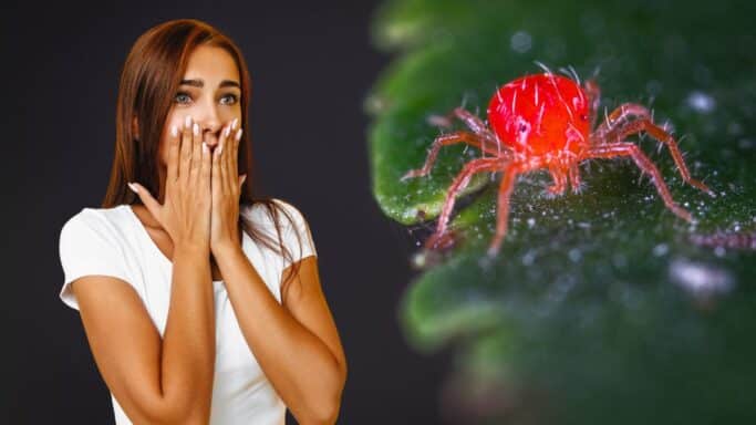 Ces terribles araignées rouges envahissent les jardins en France et provoquent la panique