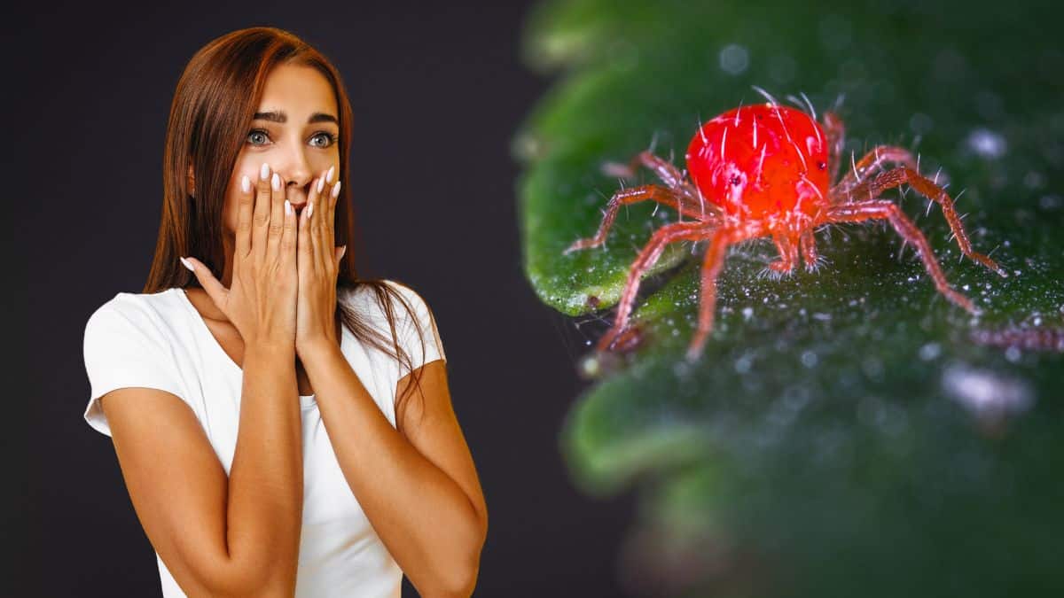 Ces terribles araignées rouges envahissent les jardins en France et ...