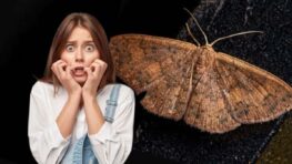 Exterminez toutes les mites de votre maison avec cet ingrédient de cuisine