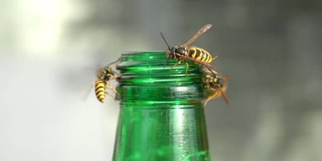 La meilleure technique pour éloigne les mouches et guêpes quand on mange à l'extérieur