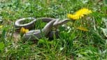 Les 4 meilleures astuces pour faire fuir ce serpent très présents en France et éviter de se faire mordre