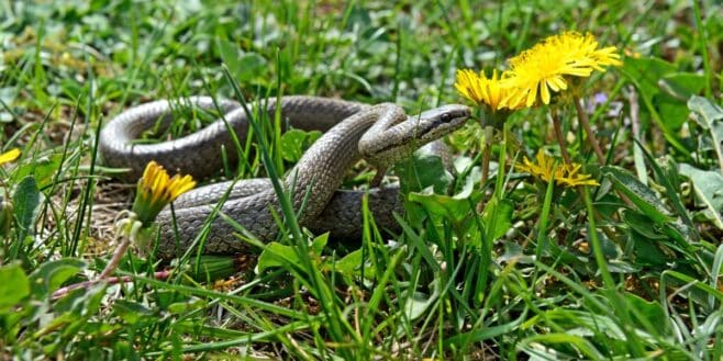 Les 4 meilleures astuces pour faire fuir ce serpent très présents en France et éviter de se faire mordre