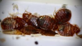 Les punaises de lit sont de retour et voici la meilleure méthode pour les repérer et les exterminer