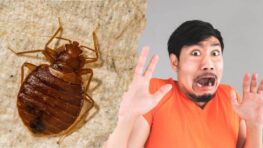 Les punaises diaboliques envahissent votre maison la recette pour les éliminer facilement