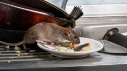 L’ingrédient parfait pour éloigner tous les rats et toutes les souris de chez vous