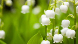 Une grosse amende si vous prenez du muguet au bord de la route