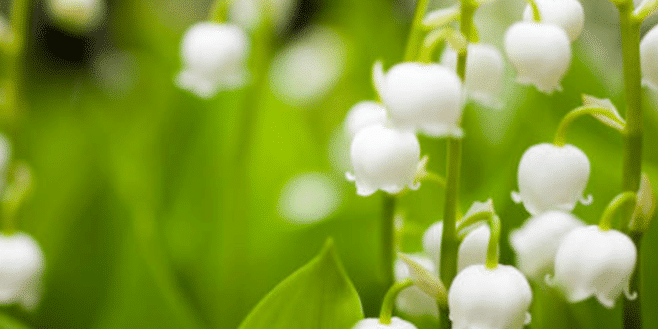 Une grosse amende si vous prenez du muguet au bord de la route