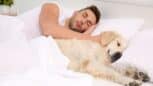 Peut-on, oui ou non, dormir avec son chien sans danger sur la santé ?
