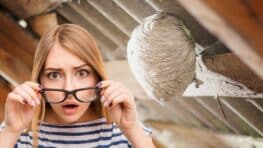 Se débarrasser facilement et sans risques d'un nid d’abeille dans le jardin sans les tuer
