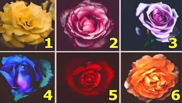 Test de personnalité: la fleur que vous choisissez dévoile votre plus grande vertu
