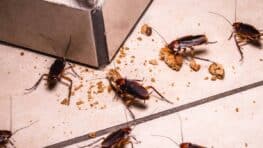 7 ingrédients maison super efficaces pour éradiquer les cafards pour toujours