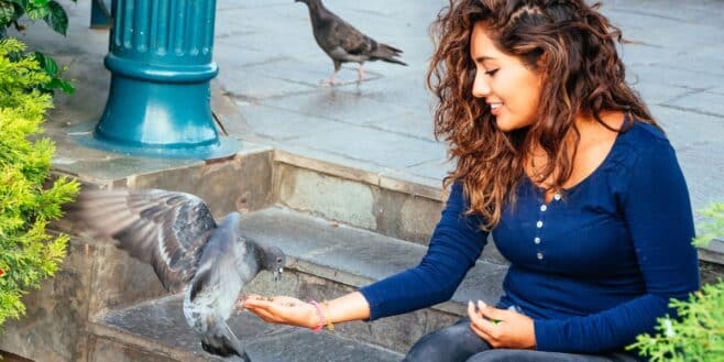 Cette amende colossale si vous nourrissez ces animaux dans la rue