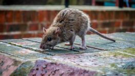 Cette astuce géniale utilisée pour exterminer les rats dans les hôtels 5 étoiles