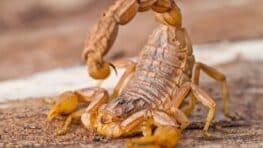 Cette astuce rapide et efficace pour détecter si un scorpion est venimeux