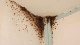 La meilleure technique pour de débarrasser d'un nid de cafards